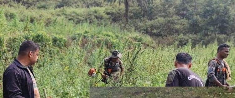 ପୋଲିସର ଗ୍ରୀନ ଅପେରସନ ଜାରି