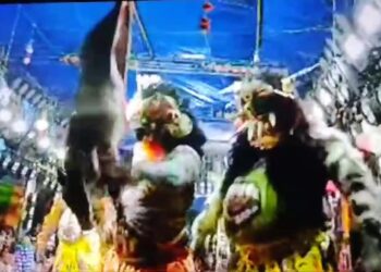 ପଶୁ ନିଷ୍ଠୁରତା ଆଇନର ଧଜିଆ ଉଡ଼ାଇଲେ : ଜିଅଁନ୍ତା ଘୁଷୁରିକୁ ଫାଡ଼ି ଖାଇଲେ ମଞ୍ଚ କଳାକାର – ୨ ଗିରଫ