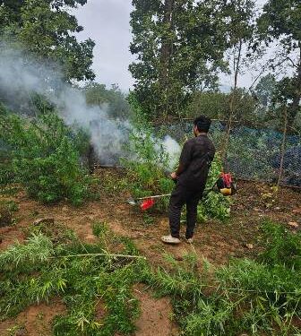 କୁଟିକିଆ ଅଞ୍ଚଳରୁ ୧୨୦ ଏକର ଗଞ୍ଜେଇ ଗଛ ନଷ୍ଟ
