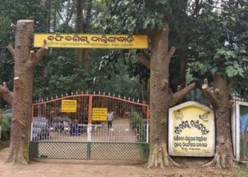 ଦାରିଙ୍ଗବାଡିରେ ଆରମ୍ଭ ହେଲା କଫି ସଂଗ୍ରହ : ବାଲିଗୁଡା ଆଇଟିଡିଏ କୁ ଦିଆଗଲା ଦାୟିତ୍ୱ