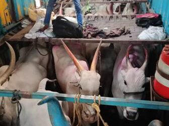 ୨୮ ଗୋସମ୍ପଦ ଉଦ୍ଧାର କଲା ବଜରଙ୍ଗୀ ଦଳ : ବ୍ରହ୍ମପୁରା ଗୋଶାଳାରେ ଭର୍ତ୍ତି
