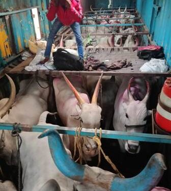 ୨୮ ଗୋସମ୍ପଦ ଉଦ୍ଧାର କଲା ବଜରଙ୍ଗୀ ଦଳ : ବ୍ରହ୍ମପୁରା ଗୋଶାଳାରେ ଭର୍ତ୍ତି