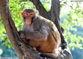 ଦଶପଲ୍ଲା ରେ ମାଙ୍କଡ଼ ଉପଦ୍ରବ – ଲୋକେ ଅତିଷ୍ଠ