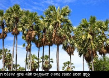 ବାଙ୍କୀ ପରିବେଶ ସୁରକ୍ଷା ସମିତି ଆନୁକୁଲ୍ୟରେ ତାଳଗଛ ରୋପଣ ଉପରେ ଗୁରୁତ୍ୱ