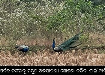 ମହାପର୍ବତ ଜଙ୍ଗଲକୁ ମୟୂର ଅଭୟାରଣ୍ୟ ଘୋଷଣା କରିବା ପାଇଁ ଦାବି