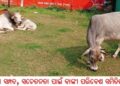 ବିପଦରେ ଗୋ ସମ୍ପଦ, ସଚେତନତା ପାଇଁ ବାଙ୍କୀ ପରିବେଶ ସମିତିର ପ୍ରୟାସ