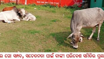 ବିପଦରେ ଗୋ ସମ୍ପଦ, ସଚେତନତା ପାଇଁ ବାଙ୍କୀ ପରିବେଶ ସମିତିର ପ୍ରୟାସ