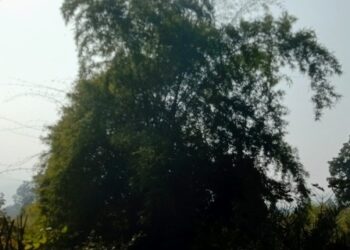 ଧ୍ବଂସ ହେବାକୁ ଯାଉଛି ଦଶପଲା ର ଘୋର୍ ବାଉଁଶ ବଣ