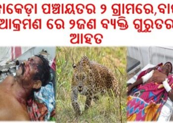 ନୂଆଗାଁ ରେ ବାଘ ଆକ୍ରମଣରେ ଦୁଇ ଗୁରୁତର : ଚିକିତ୍ସାଳୟରେ ଭର୍ତ୍ତି