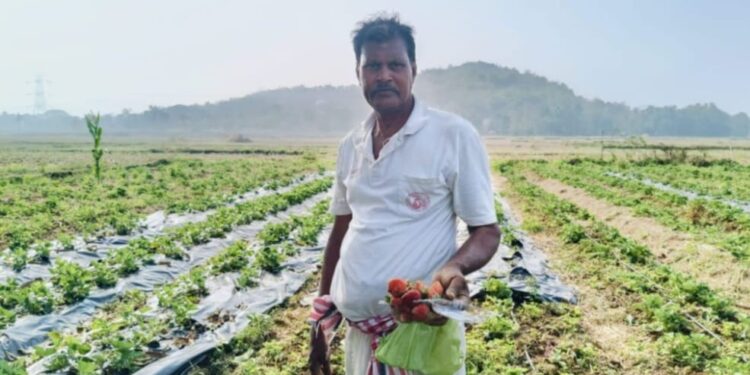 ନୂଆଗାଁ ବ୍ଲକ୍ ରେ ଷ୍ଟ୍ରବେରୀ ଚାଷ ଚାଷୀ ମାନେ ହେବେ ସ୍ବାବଲମ୍ବୀ