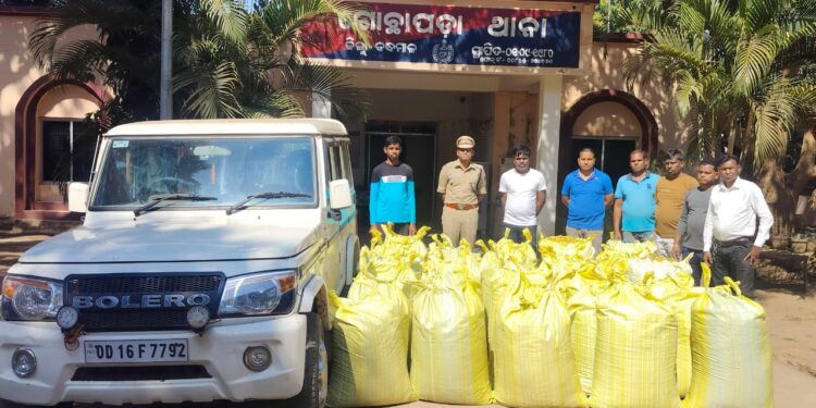 ଫୁଲବାଣୀ ଜିଲ୍ଲା ପୋଲିସ ଆଜି ବିଭିନ୍ନ ସ୍ଥାନରେ ଚଢ଼ାଉ କରି ବିପୁଳ ପରିମାଣର ଗଞ୍ଜେଇ ଜବତ