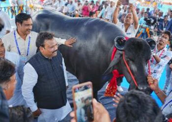 ଆକର୍ଷଣର କେନ୍ଦ୍ର ମଇଁଷି ଷଣ୍ଢ ‘ଭୀମ’