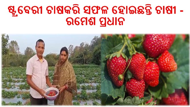 ରଣପୁର ବ୍ଲକ ସାମନ୍ତସିଂହାର ପୁରର : ଷ୍ଟ୍ରବେରୀ ଚାଷକରି ସଫଳ ହୋଇଛନ୍ତି ଚାଷୀ – ରମେଶ ପ୍ରଧାନ