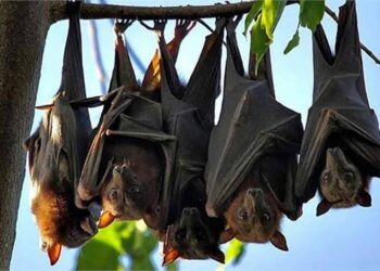 ତାତି ଜୋର୍ : ବାଙ୍କୀରେ ବାଦୁଡି ଦଳ କଲବଲ