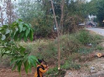 ଦଶପଲ୍ଲା ବନାଂଚଳ ରେ ବନବିଭାଗ ର ଜଂଗଲ ରାଜ୍
