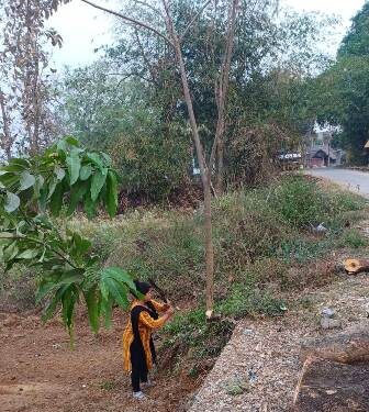 ଦଶପଲ୍ଲା ବନାଂଚଳ ରେ ବନବିଭାଗ ର ଜଂଗଲ ରାଜ୍