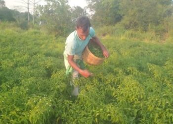ଯୁବ ଚାଷୀଙ୍କ ଜୀବନ ଶୈଳୀକୁ ବଦଳାଇ ଦେଇଛି ଚାଷ