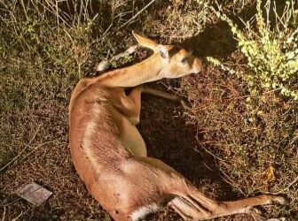 ବାଇକ୍ ଧକ୍କାରେ ହରିଣ ଗୁରୁତର