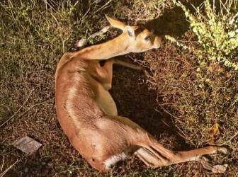 ଏମିତି ଚାଲିଛି କି ବନ୍ୟପ୍ରାଣୀ ସୁରକ୍ଷା ?? : ଆହତ ହରିଣ ଏବେ ଜୀବିତ ନା ମୃତ – ନିରପେକ୍ଷ ତଦନ୍ତ ଦାବି