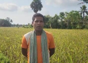 ଓଡ଼ିଶା ଉପକୂଳରେ ଖେଳୁଛି ମଣିପୁରୀ ଚକ୍‌ହାଓ କଳା ଧାନର ଲହର