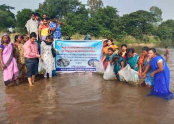 ଗୁମୁଡ଼ା ବଂଶଧାରା ନଦୀରେ ଯାଆଁଳା ମାଛ ଛଡ଼ାଗଲା