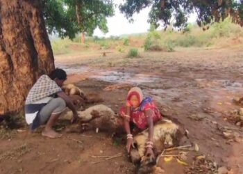 ବଜ୍ରାଘାତ ରେ ଦୁଇ ଛେଳି ଓ ଦଶ ମେଣ୍ଢା ମୃତ : ଅଳ୍ପକେ ବାର୍ତିଲେ ଛେଳି ଚରାଳି