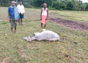 ବଜ୍ରା ଘାତ ରେ ଗାଈର ମୃତ୍ୟୁ