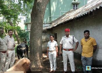 Police raid illegal cattle mafia’s house