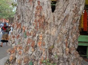 କଲେଜ ଛକ ଅର୍ଜୁନ ଗଛରୁ ଟିକି ଟିକି କରି ଚାଞ୍ଛି ନେଲେନି ଛାଲି