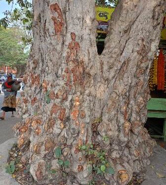 କଲେଜ ଛକ ଅର୍ଜୁନ ଗଛରୁ ଟିକି ଟିକି କରି ଚାଞ୍ଛି ନେଲେନି ଛାଲି