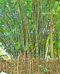 କଞ୍ଚା ଇଟା କାଠ ବାଉଁଶ ଘର ଡଙ୍ଗରିଆ କନ୍ଧଙ୍କ ପସନ୍ଦ