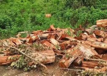 ବଲାଙ୍ଗୀର ଜିଲ୍ଲା କଣ୍ଟାବାଞ୍ଜି ବନ ବିଭାଗ ଚଢ଼ାଉ ଲକ୍ଷାଧିକ ଟଙ୍କାର ଖଇର କାଠ ଗଣ୍ଡି ଜବତ