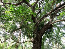 ମହାପ୍ରଭୁଙ୍କ ସେନାପଟା ଲାଗି ବଉଳଗଛ ଚିହ୍ନଟ ଓ ଛେଦନ