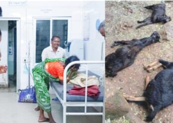 ଗଜପତି ଜିଲ୍ଲାର ଗୁମ୍ମା ବ୍ଲକ ସେରଙ୍ଗ ଥାନା ଅଞ୍ଚଳରେ ବଜ୍ରାଘାତ : ଜଣେ ଶିଶୁ ସହ ୪ ଛେଳି ମୃତ