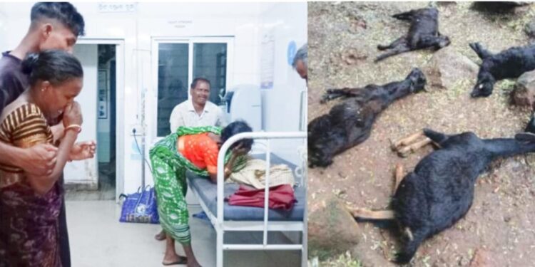 ଗଜପତି ଜିଲ୍ଲାର ଗୁମ୍ମା ବ୍ଲକ ସେରଙ୍ଗ ଥାନା ଅଞ୍ଚଳରେ ବଜ୍ରାଘାତ : ଜଣେ ଶିଶୁ ସହ ୪ ଛେଳି ମୃତ