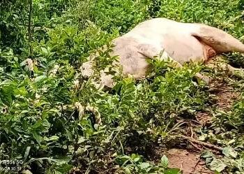 ପରିତ୍ୟକ୍ତ କୂଅରୁ ଦୁଇଟି ଗାଈ ଉଦ୍ଧାର