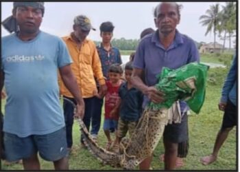 ଡାଙ୍ଗମାଳ ଗ୍ରାମ ପୋଖରୀ ରୁ କୂମ୍ଭୀର ଉଦ୍ଧାର