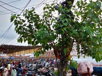 ବଡଦାଣ୍ଡରେ ଓସ୍ତଗଛ ଗଛରେ ଗୁଡାହୋଇଛି ବିଦ୍ୟୁତ ତାର