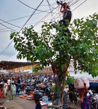ବଡଦାଣ୍ଡରେ ଓସ୍ତଗଛ ଗଛରେ ଗୁଡାହୋଇଛି ବିଦ୍ୟୁତ ତାର