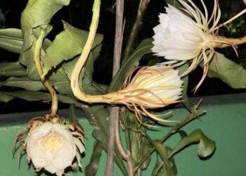 ଏକା ସମୟରେ ଦୁଇ ଜଣଙ୍କ ବଗିଚାରେ ଫୁଟିଲା ଦୁର୍ଲ୍ଲଭ ‌ପୁଷ୍ପ – ବ୍ରହ୍ମ କମଳ‌