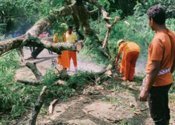 ତେନ୍ତୁଳି ଗଛ ପଡି ମୁଖ୍ୟ ରାସ୍ତା ଅବରୋଧ