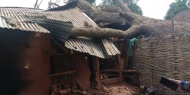 ଘର ଉପରେ ପଡ଼ିଲା ଗଛ ବଞ୍ଚିଗଲା ଝୀଅ