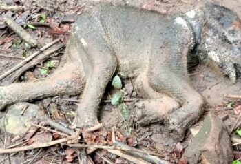 ବାଇଶୀପାହାଚ ରେ ହାତୀଛୁଆ ର ମୃତ୍ୟୁ