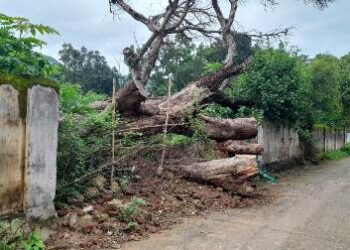 ମଣୀନାଗ ବହୁମୁଖୀ ଉଚ୍ଚ ମାଧ୍ୟମିକ ବିଦ୍ୟାଳୟରେ ବୃକ୍ଷରୋପଣ କାର୍ଯ୍ୟକ୍ରମ