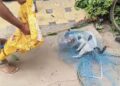 ବିଲେଇ ମୁଣ୍ଡ ରୁ ଟିଣ ଦବା କାଢ଼ିଲେ ଆଗ୍ନିକ