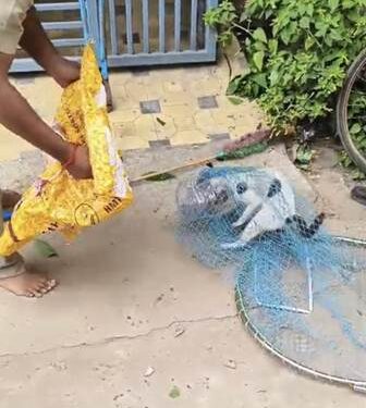 ବିଲେଇ ମୁଣ୍ଡ ରୁ ଟିଣ ଦବା କାଢ଼ିଲେ ଆଗ୍ନିକ