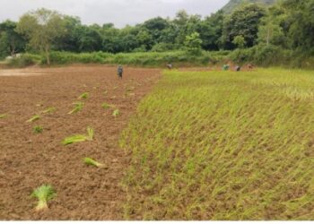 ବର୍ଷା ଅଭାବରୁ ବାଙ୍କୀ ଉପଖଣ୍ଡରେ ରୁଆ ପୋତା ପ୍ରଭାବିତ