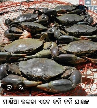 ମାଣ୍ଡିଆ କଙ୍କଡା ଏବେ କମି କମି ଯାଉଛି