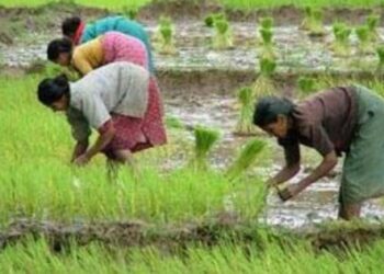 କନ୍ଧମାଳରେ ୩,୭୯୭ ଚାଷୀ ପଞ୍ଜୀକରଣ: ରାଜ୍ୟରେ ସର୍ବନିମ୍ନ, ଗତବର୍ଷ ତୁଳନାରେ ବୃଦ୍ଧି