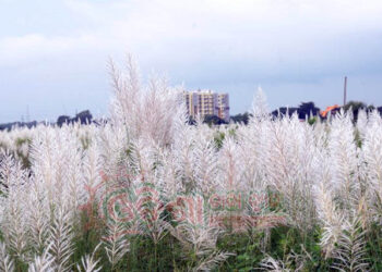 ଧରଣୀରାଣୀର ଶୋଭା ବୃଦ୍ଧି କରୁଛି “କାଶତଣ୍ଡି’’ ଫୁଲ